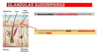 GLANDULAS SUDORIPARAS
Hay de 3 a 4 millones de GLANDULAS SUDORIPARAS en nuestro cuerpo.

Las células de estas glándulas liberan SUDOR hacia la SUPERFICIE DE LA PIEL
a través de POROS.

 