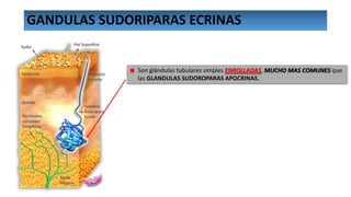 GANDULAS SUDORIPARAS ECRINAS

Son glándulas tubulares simples ENROLLADAS, MUCHO MAS COMUNES que
las GLANDULAS SUDOROPARAS APOCRINAS.

 