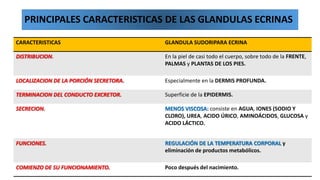 PRINCIPALES CARACTERISTICAS DE LAS GLANDULAS ECRINAS
CARACTERISTICAS

GLANDULA SUDORIPARA ECRINA

DISTRIBUCION.

En la piel de casi todo el cuerpo, sobre todo de la FRENTE,
PALMAS y PLANTAS DE LOS PIES.

LOCALIZACION DE LA PORCIÓN SECRETORA.

Especialmente en la DERMIS PROFUNDA.

TERMINACION DEL CONDUCTO EXCRETOR.

Superficie de la EPIDERMIS.

SECRECION.

MENOS VISCOSA: consiste en AGUA, IONES (SODIO Y
CLORO), UREA, ACIDO ÚRICO, AMINOÁCIDOS, GLUCOSA y
ACIDO LÁCTICO.

FUNCIONES.

REGULACIÓN DE LA TEMPERATURA CORPORAL y
eliminación de productos metabólicos.

COMIENZO DE SU FUNCIONAMIENTO.

Poco después del nacimiento.

 
