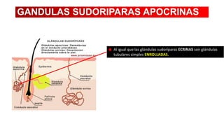 GANDULAS SUDORIPARAS APOCRINAS

Al igual que las glándulas sudoríparas ECRINAS son glándulas
tubulares simples ENROLLADAS.

 