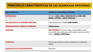PRINCIPALES CARACTERISTICAS DE LAS GLANDULAS APOCRINAS
CARACTERISTICAS

GLANDULA SUDORIPARA APOCRINA

DISTRIBUCION.

Piel de la AXILA, INGLE, REGIONES DE LA CARA CON
BARBA, CLÍTORIS y LABIOS MENORES.

LOCALIZACION DE LA PORCIÓN SECRETORA.

Especialmente en el tejido SUBCUTANEO.

TERMINACION DEL CONDUCTO EXCRETOR.

Folículo piloso.

SECRECION.

MAS VISCOSA: Consiste en agua, iones (sodio y cloro),
urea, acido úrico, amoniaco, aminoácidos, glucosa y acido
láctico, LIPIDOS y PROTEINAS.

FUNCIONES.

Estimuladas durante el estrés emocional y la excitación
sexual.

COMIENZO DE SU FUNCIONAMIENTO.

Pubertad.

 