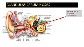 GLANDULAS CERUMINOSAS
LOCALIZACION DE LA
GLANDULA
CERUMINOSA.

 