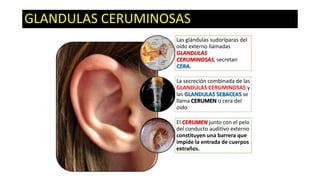 GLANDULAS CERUMINOSAS
Las glándulas sudoríparas del
oído externo llamadas
GLANDULAS
CERUMINOSAS, secretan
CERA.
La secreción combinada de las
GLANDULAS CERUMINOSAS y
las GLANDULAS SEBACEAS se
llama CERUMEN o cera del
oído.
El CERUMEN junto con el pelo
del conducto auditivo externo
constituyen una barrera que
impide la entrada de cuerpos
extraños.

 