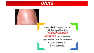 UÑAS

Las UÑAS son placas de
células epidérmicas
QUERATINIZADAS
MUERTAS, densamente
agrupadas que forman una
cubierta solida y
transparente.

 
