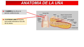 ANATOMIA DE LA UÑA
El CUERPO de la uña es la
porción visible de esta.

El EXTREMO LIBRE es la parte
que puede extenderse mas allá
de los dedos.

 
