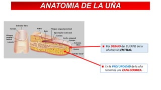 ANATOMIA DE LA UÑA

Por DEBAJO del CUERPO de la
uña hay un EPITELIO.

En la PROFUNDIDAD de la uña
tenemos una CAPA DERMICA.

 
