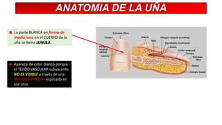ANATOMIA DE LA UÑA
La parte BLANCA en forma de
media luna en el CUERPO de la
uña se llama LUNULA.

Aparece de color blanco porque
el TEJIDO VASCULAR subyacente
NO ES VISIBLE a través de una
REGION EPITELIAL espesada en
ese sitio.

 