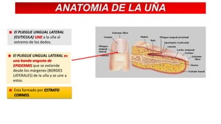 ANATOMIA DE LA UÑA
El PLIEGUE UNGUAL LATERAL
(CUTICULA) UNE a la uña al
extremo de los dedos.
El PLIEGUE UNGUAL LATERAL es
una banda angosta de
EPIDERMIS que se extiende
desde los márgenes (BORDES
LATERALES) de la uña y se une a
estos.
Esta formado por ESTRATO
CORNEO.

 