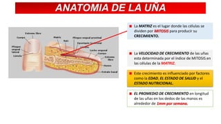 ANATOMIA DE LA UÑA
La MATRIZ es el lugar donde las células se
dividen por MITOSIS para producir su
CRECIMIENTO.

La VELOCIDAD DE CRECIMIENTO de las uñas
esta determinada por el índice de MITOSIS en
las células de la MATRIZ.
Este crecimiento es influenciado por factores
como la EDAD, EL ESTADO DE SALUD y el
ESTADO NUTRICIONAL.

EL PROMEDIO DE CRECIMIENTO en longitud
de las uñas en los dedos de las manos es
alrededor de 1mm por semana.

 