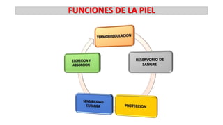 FUNCIONES DE LA PIEL

 