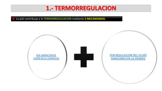 1.- TERMORREGULACION
La piel contribuye a la TERMORREGULACION mediante 2 MECANISMOS:

 