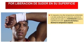 POR LIBERACION DE SUDOR EN SU SUPERFICIE

En respuesta a las altas temperaturas ambientales
o al calor producido por el ejercicio, aumenta la
producción de sudor y su EVAPORACION desde la
superficie de la piel, ayuda de esta forma a
disminuir la temperatura corporal.

 