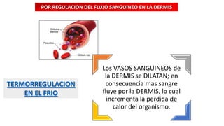 POR REGULACION DEL FLUJO SANGUINEO EN LA DERMIS

TERMORREGULACION
EN EL FRIO

Los VASOS SANGUINEOS de
la DERMIS se DILATAN; en
consecuencia mas sangre
fluye por la DERMIS, lo cual
incrementa la perdida de
calor del organismo.

 