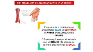 POR REGULACION DEL FLUJO SANGUINEO EN LA DERMIS

En respuesta a temperaturas
ambientales BAJAS se CONTRAEN
los VASOS SANGUINEOS de la
DERMIS.
El flujo sanguíneo que atraviesa la
piel se REDUCE y la perdida de
calor del organismo se ATENUA.

 