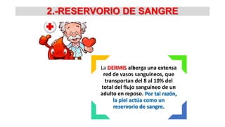 2.-RESERVORIO DE SANGRE

La DERMIS alberga una extensa
red de vasos sanguíneos, que
transportan del 8 al 10% del
total del flujo sanguíneo de un
adulto en reposo. Por tal razón,
la piel actúa como un
reservorio de sangre.

 