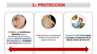 3.- PROTECCION

El SEBO de las GLANDULAS
SEBACEAS evita la
deshidratación de la piel y
contiene AGENTES QUIMICOS
BACTERICIDAS que ELIMINAN
las BACTERIAS de la superficie.

El PH acido de la transpiración
retarda el crecimiento de
algunas bacterias.

El pigmento MELANINA ayuda
a proteger al organismo de los
efectos nocivos de la luz UV.

 