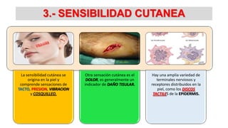 3.- SENSIBILIDAD CUTANEA

La sensibilidad cutánea se
origina en la piel y
comprende sensaciones de
TACTO, PRESION, VIBRACION
y COSQUILLEO.

Otra sensación cutánea es el
DOLOR, es generalmente un
indicador de DAÑO TISULAR.

Hay una amplia variedad de
terminales nerviosos y
receptores distribuidos en la
piel, como los DISCOS
TACTILES de la EPIDERMIS.

 