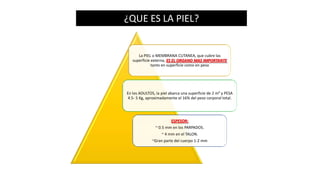 ¿QUE ES LA PIEL?

La PIEL o MEMBRANA CUTANEA, que cubre las
superficie externa, ES EL ORGANO MAS IMPORTANTE
tanto en superficie como en peso

En los ADULTOS, la piel abarca una superficie de 2 m² y PESA
4.5- 5 Kg, aproximadamente el 16% del peso corporal total.

ESPESOR:
~ 0.5 mm en los PARPADOS.
~ 4 mm en el TALON.
~Gran parte del cuerpo 1-2 mm

 
