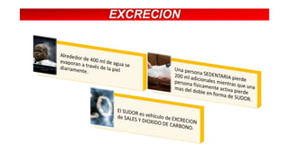 EXCRECION

 