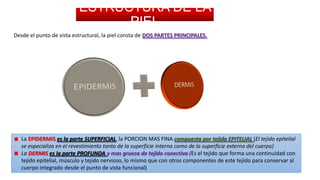 ESTRUCTURA DE LA
PIEL
Desde el punto de vista estructural, la piel consta de DOS PARTES PRINCIPALES.

La EPIDERMIS es la parte SUPERFICIAL, la PORCION MAS FINA compuesta por tejido EPITELIAL (El tejido epitelial
se especializa en el revestimiento tanto de la superficie interna como de la superficie externa del cuerpo)
La DERMIS es la parte PROFUNDA y mas gruesa de tejido conectivo (Es el tejido que forma una continuidad con
tejido epitelial, músculo y tejido nervioso, lo mismo que con otros componentes de este tejido para conservar al
cuerpo integrado desde el punto de vista funcional)

 