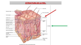 ESTRUCTURA DE LA PIEL.

 