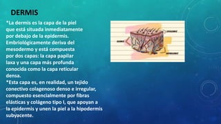 DERMIS
*La dermis es la capa de la piel
que está situada inmediatamente
por debajo de la epidermis.
Embriológicamente deriva del
mesodermo y está compuesta
por dos capas: la capa papilar
laxa y una capa más profunda
conocida como la capa reticular
densa.
*Esta capa es, en realidad, un tejido
conectivo colagenoso denso e irregular,
compuesto esencialmente por fibras
elásticas y colágeno tipo I, que apoyan a
la epidermis y unen la piel a la hipodermis
subyacente.
 