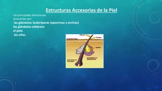 Estructuras Accesorias de la Piel
Las principales estructuras
accesorias son:
las glándulas Sudoríparas (apocrinas y ecrinas)
las glándulas sebáceas
el pelo
las uñas.
 