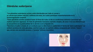 Glándulas sudoríparas
*Las glándulas sudoríparas ecrinas están distribuidas por todo el cuerpo y
se calcula que existen más de 3 millones de estas, las cuales participan importantemente en la
termorregulación corporal.
*Estas glándulas pueden producir hasta 10 litros de sudor al día en condiciones extremas (personas que
realizan ejercicio vigoroso). Se trata de glándulas tubulares espirales simples, de unos 4 mm de diámetro que
se encuentran en la profundidad de la dermis o en la hipodermis.
*Secretan el sudor a través de un conducto que se abre hacia la epidermis en forma de “poro sudoríparo”. La
unidad secretora de estas glándulas está formada por un epitelio cúbico, compuesto por células “claras”,
que vierten una secreción acuosa, y “oscuras” (células mucoides).
 