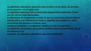 Las glándulas sudoríparas apocrinas solo se ubican en las axilas, las aureolas
de los pezones y en la región anal.
Las glándulas apocrinas solo se desarrollan después de la pubertad y tienen
que ver con los ciclos hormonales.
Se diferencian de las glándulas ecrinas en que sus secreciones drenan hacia el
folículo piloso y no directamente hacia la superficie de la epidermis. Estas
secreciones son viscosas e inodoras, pero
cuando las bacterias lo metabolizan adquiere un olor característico.
Las glándulas ceruminosas del conducto auditivo externo y las de Moll, que se
encuentran en los
párpados, son glándulas sudoríparas apocrinas modificadas
 