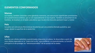 Mamas
Las mamas, también conocidas como glándulas mamarias, son estructuras superficiales prominentes
en la pared torácica anterior, que se ven especialmente en las mujeres. También se presentan en los
hombres. Se localizan en el tejido subcutáneo que recubre los músculos pectoral mayor y menor.
ELEMENTOS CONFORMADOS
Pelo
Los pelos son estructuras filamentosas recubiertas por una proteína llamada queratina, que
surgen desde la superficie de la epidermis.
Uñas
Las uñas son células epiteliales queratinizadas dispuestas en placas. Se desarrollan a partir de
unas células especiales en la “matriz de la uña”, que proliferan y se queratinizante; su función
principal es la de proteger los “extremossensibles” de las puntas de los dedos
 