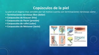 Copúsculos de la piel
La piel es el órgano mas sensible por tal motivo cuenta con terminaciones nerviosas como:
• Terminaciones nerviosas libre (dolor)
• Corpusculos de Krauser (frio)
• Corpusculos de Pacini (presión)
• Corpusculos de rufini (calor)
• Corpusculos de Meissner (tacto)
 