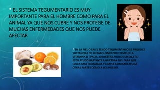 * EL SISTEMA TEGUMENTARIO ES MUY
IMPORTANTE PARA EL HOMBRE COMO PARA EL
ANIMAL YA QUE NOS CUBRE Y NOS PROTEGE DE
MUCHAS ENFERMEDADES QUE NOS PUEDE
AFECTAR
* EN LA PIEL O EN EL TEJIDO TEGUMENTARIO SE PRODUCE
SUSTANCIAS DE METABOLISMO POR EJEMPLO LA
VITAMINA D ( PALTA, MENESTRA,FRUTOS SECOS,ETC)
ESTO AYUDO BASTANTE A NUETSRA PIEL PARA QUE
LUSCA MAS HIDRATADA Y LIMPIA ASIMISNO AYUDA
OTRAS PARTES COMO A LOS HUESOS
 