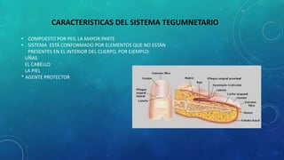 CARACTERISTICAS DEL SISTEMA TEGUMNETARIO
• COMPUESTO POR PEIL LA MAYOR PARTE
• SISTEMA ESTÁ CONFORMADO POR ELEMENTOS QUE NO ESTÁN
PRESENTES EN EL INTERIOR DEL CUERPO, POR EJEMPLO:
UÑAS
EL CABELLO
LA PIEL
* AGENTE PROTECTOR
 