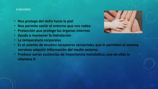 FUNCIONES:
• Nos protege del daño hacia la piel
• Nos permite sentir el entorno que nos rodea
• Protección que protege los órganos internos
• Ayuda a mantener la hidratación
• La temperatura corporales
• Es el asiento de muchos receptores sensoriales que le permiten al sistema
nervioso adquirir información del medio externo.
• Produce varias sustancias de importancia metabólica; una de ellas la
vitamina D
 