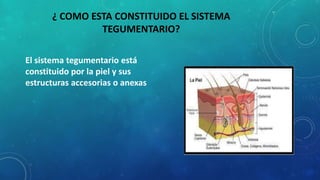 ¿ COMO ESTA CONSTITUIDO EL SISTEMA
TEGUMENTARIO?
El sistema tegumentario está
constituido por la piel y sus
estructuras accesorias o anexas
 