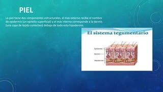 PIEL
La piel tiene dos componentes estructurales, el más externo recibe el nombre
de epidermis (un epitelio superficial) y el más interno corresponde a la dermis
(una capa de tejido conectivo) debajo de todo esta hipodermis.
 