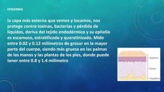 EPIDERMIS
la capa más externa que vemos y tocamos, nos
protege contra toxinas, bacterias y pérdida de
líquidos, deriva del tejido endodérmico y su epitelio
es escamoso, estratificado y queratinizado. Mide
entre 0.02 y 0.12 milímetros de grosor en la mayor
parte del cuerpo, siendo más gruesa en las palmas
de las manos y las plantas de los pies, donde puede
tener entre 0.8 y 1.4 milímetro
 
