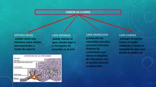 CONSTA DE 4 CAPAS
EPITERIO BASAL
actúan como una
interfase entre células
parenquimales y
tejido de soporte
CAPA ESPINOZA
puede retener el
agua, dando lugar a
la formación de
ampollas en la piel
CAPA GRANULOSA
producción de
esteroides sexuales,
así como múltiples
factores de
crecimiento que
tienen el objetivo
de interactuar con
el ovocito durante
su desarrollo.
CAPA CORNEA
proteger el cuerpo
frente al medio
ambiente y limitar la
cantidad de agua que
pierde la epidermis
 