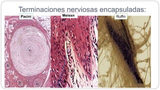 Reseptor Pacini Ruffini Sistema tegumentario Histologia | PPTX