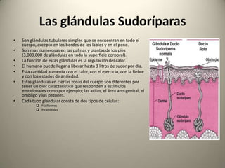 Terminaciones NerviosasLa piel es el órgano mas sensible por tal motivo cuenta con una gran variedad de terminaciones nerviosas entre las que  las que encontramos:Terminaciones nerviosas libresCorpúsculos de MeissnerCorpúsculos de KrauseCorpúsculos de RufiniCorpúsculos de Pacini