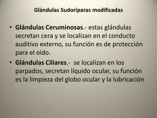 SISTEMA GLANDULAREn la dermis se encuentran el epitelio glandular.Este  epitelio consiste en células de secreción externa que se agrupan o apiñan desde una sola célula hasta un grupo de células.Sus secreciones son: SudorSeboMocoCera 