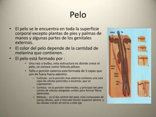Las glándulas SudoríparasSon glándulas tubulares simples que se encuentran en todo el cuerpo, excepto en los bordes de los labios y en el pene.Son mas numerosas en las palmas y plantas de los pies (3,000,000 de glándulas en toda la superficie corporal).La función de estas glándulas es la regulación del calor.El humano puede llegar a liberar hasta 3 litros de sudor por día.Esta cantidad aumenta con el calor, con el ejercicio, con la fiebre y con los estados de ansiedad.  Estas glándulas en ciertas zonas del cuerpo son diferentes por tener un olor característico que responden a estímulos emocionales como por ejemplo; las axilas, el área ano-genital, el ombligo y los pezones. Cada tubo glandular consta de dos tipos de células:Fusiformes