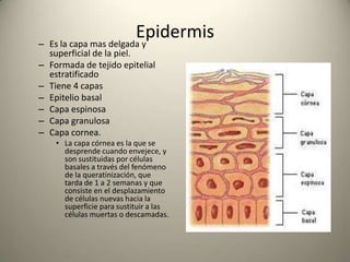 Proteger por que constituye una barrera térmica contra las agresiones del medio ambiente.