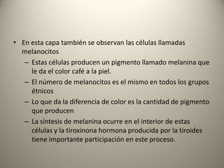 Mantener  la temperatura corporal estable a 36.5 a 37°C. 