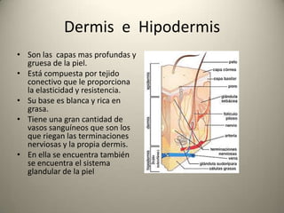 Sintetizar  sintetiza la vitamina “D” con la ayuda de los rayos solaresEpidermisEs la capa mas delgada y superficial de la piel.Formada de tejido epitelial estratificadoTiene 4 capasEpitelio basalCapa espinosaCapa granulosaCapa cornea.  La capa córnea es la que se desprende cuando envejece, y son sustituidas por células basales a través del fenómeno de la queratinización, que tarda de 1 a 2 semanas y que consiste en el desplazamiento de células nuevas hacia la superficie para sustituir a las células muertas o descamadas.