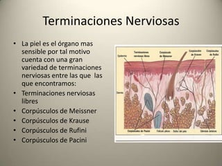 En esta capa también se observan las células llamadas melanocitos Estas células producen un pigmento llamado melanina que le da el color café a la piel. El número de melanocitos es el mismo en todos los grupos étnicosLo que da la diferencia de color es la cantidad de pigmento que producenLa síntesis de melanina ocurre en el interior de estas células y la tiroxinona hormona producida por la tiroides tiene importante participación en este proceso.