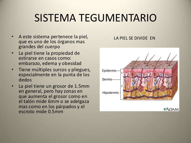 Sistema Tegumentario I Sistema Tegumentario I