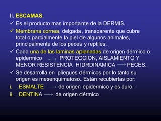 LA EPIDERMIS carece de una capa superficial de células muertas             queratinizadas.