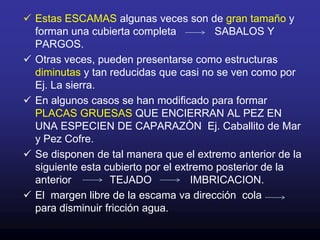 La capa MUCOSA         está formada por secreciones de diversas células individuales de la epidermis.