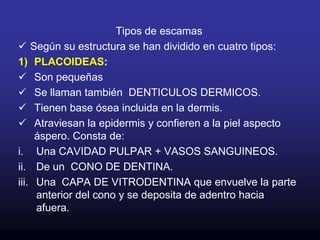 Esta capa mucosa       se llama CUTICULA MUCOSA.